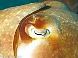 Cuttle Fish Eye Gili Air  Divers - Gili Meno Divers Gili Trawangan Lombok Bali Indonesia
